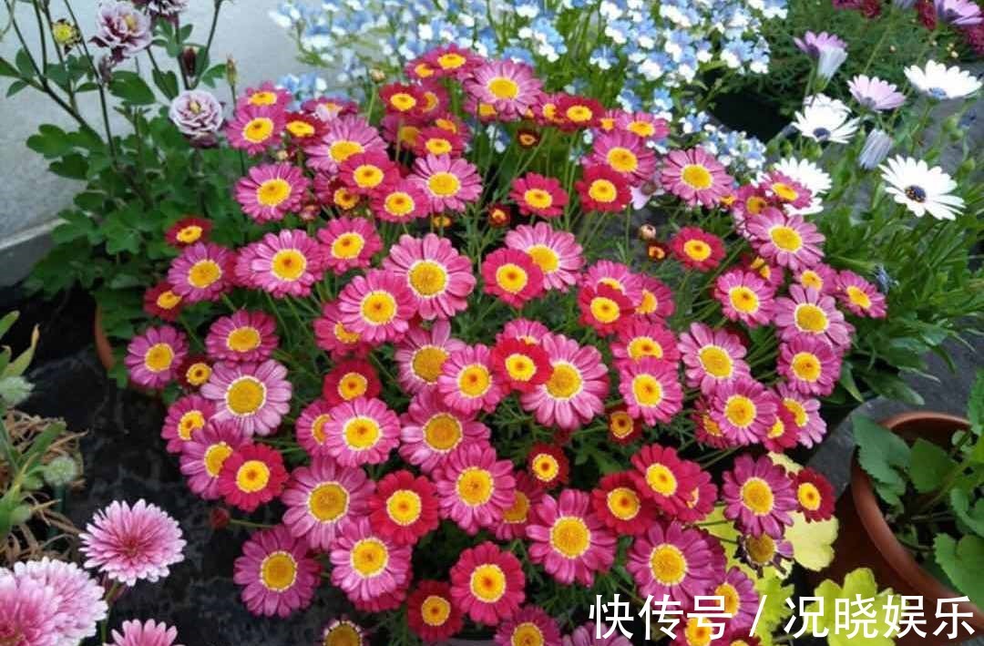 糖果|花超级多，还容易爆盆，全年开花，这种盆栽很适合养，你喜欢吗