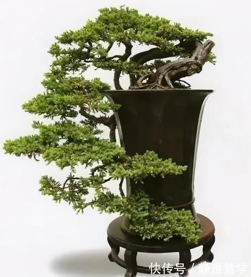 树种|盆景各式各样,叫法各有不同,基础的13种式样,你见过几种