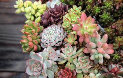 花草扦插范本：拿这4样育苗，这么操作简单易学、成活率特高