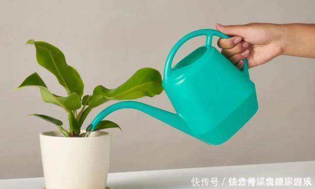 养花|用自来水、雨水、桶装水和凉开水养花的差别,哪种水养花最好呢