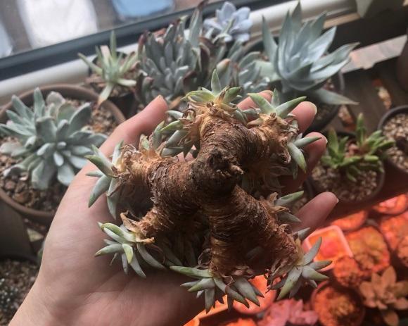 花盆|多肉仙女杯,最大的问题就是不发根,晾上20天,发根速度超快