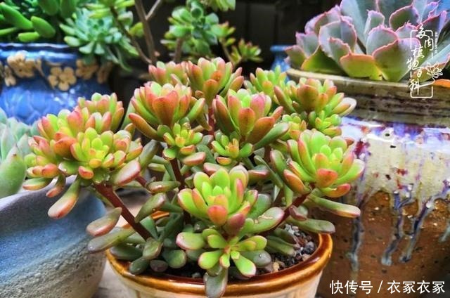 如何让多肉变美看看我是如何宠它们的!如何让多肉变美看看我是如何宠它们的!