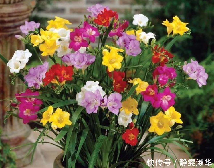 香雪兰|比香水还好闻的3种花,随便养都能爆盆,满屋飘香,花香花更美