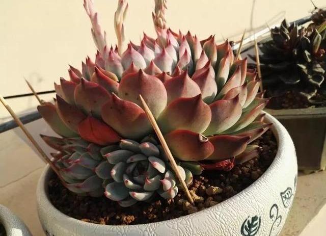 缺水|多肉想美,全靠浇水!教你详细攻略,又美又胖,还不长虫