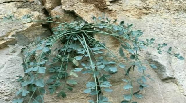 见到这种野草,请您保护起来,它稀少珍贵,550元一斤