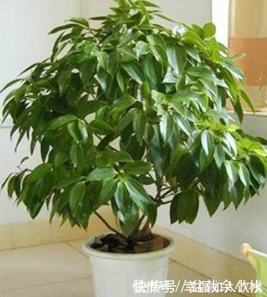 想在客厅养花就选这“5种”,它们好看又好养,一月浇一次水就行