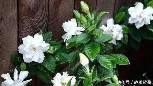 厨房里的调味剂给花“喝”一勺，啥花都“疯”涨，连施肥都省了