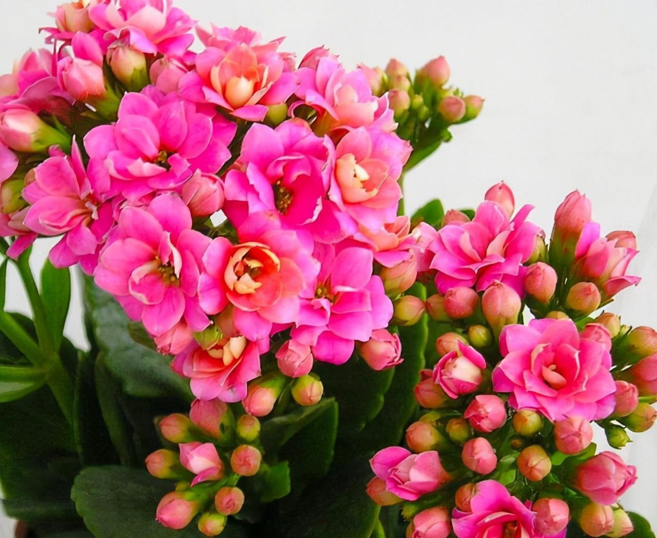 长寿花总“装菜”,赶紧“虐一虐”,加快分化,开春就能闻到花香