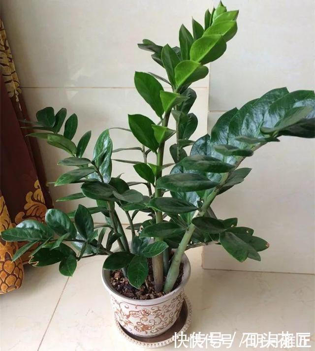 沙漠玫瑰|进入深秋，4种花要“旱着养”，水浇多了就烂根，真是帮倒忙