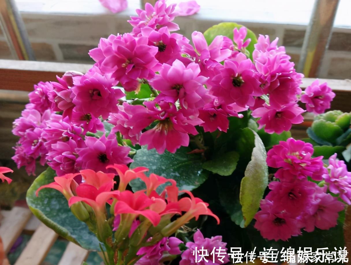 花期中|给长寿花“吃点肥料”，春节花苞特别多，大苗小苗肥肥壮壮