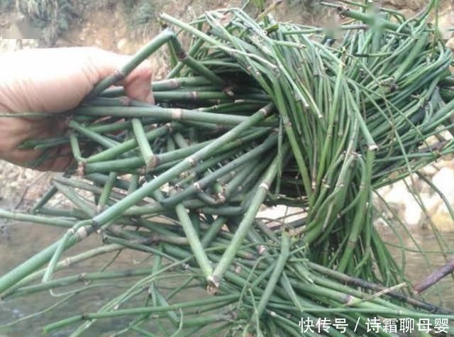 节节草|墙角下,有1种“节节草”很旺盛,挖10棵种起来,变盆栽、珍贵!