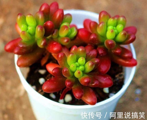 精挑细选32种多肉植物,1分钟掌握养护技巧,非常实用