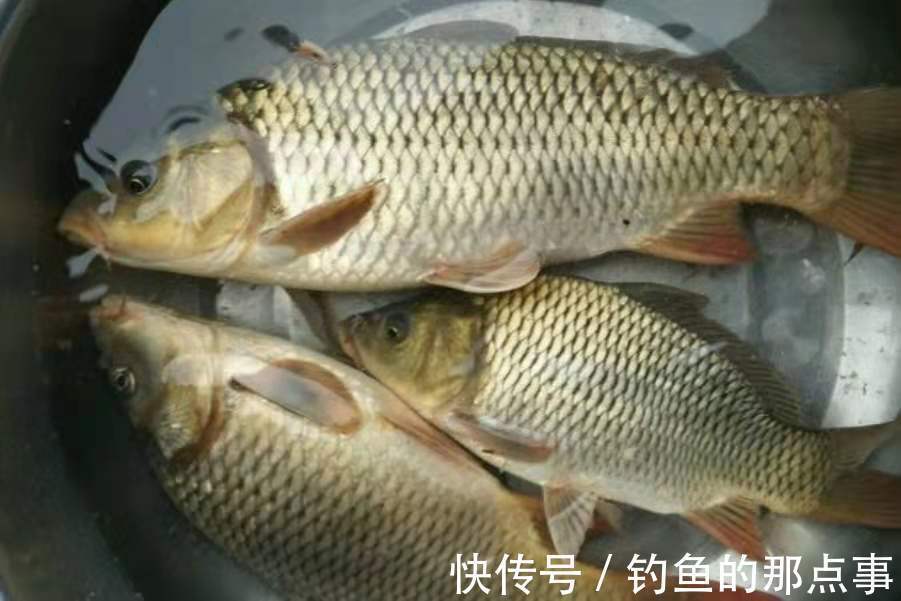 水流太大就不好下竿了？二十年老钓鱼人霸气出招，上鱼特快