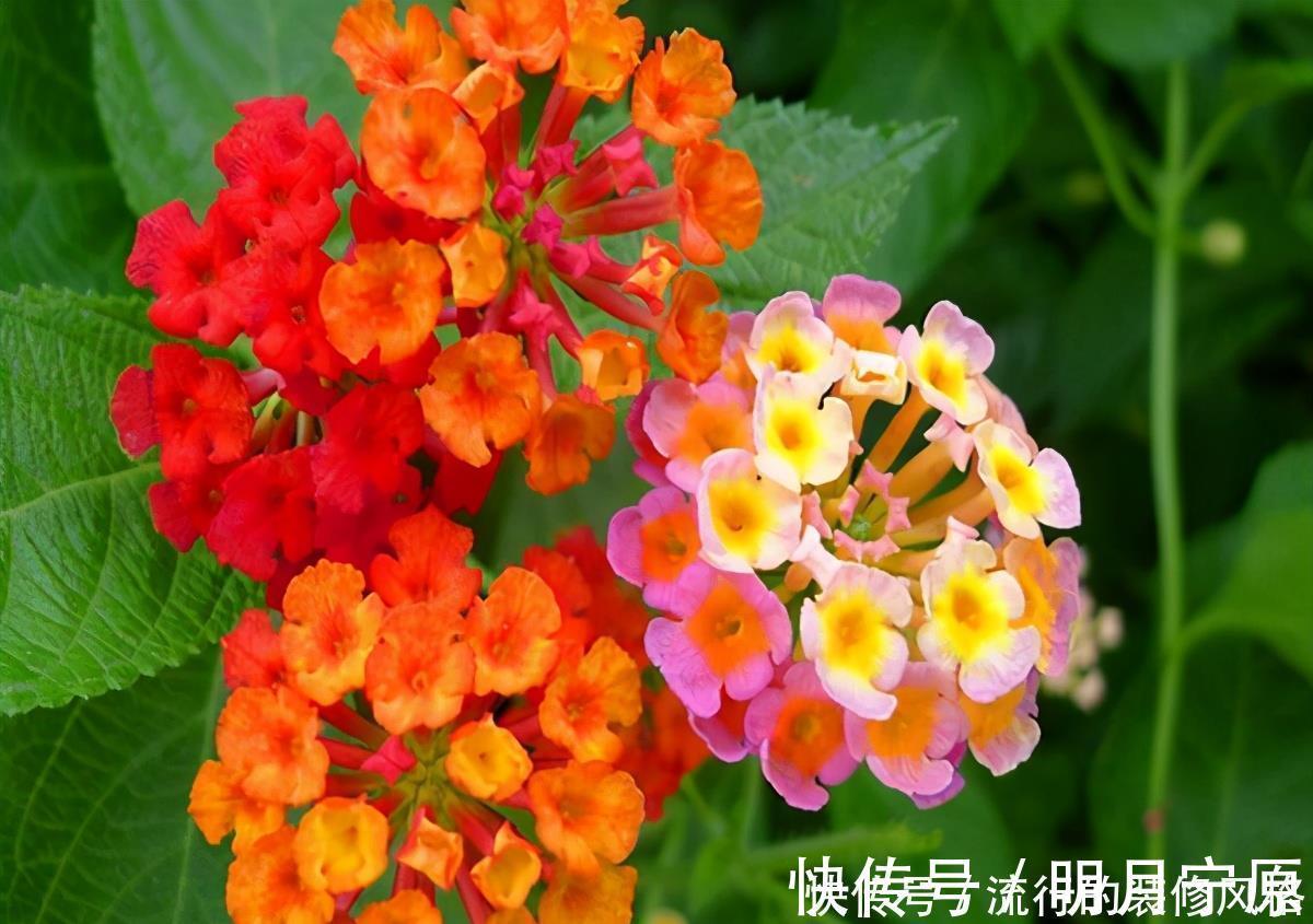 民间七大毒花，别让这些花毁了你的健康