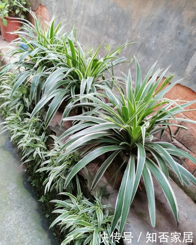 特别好养|养花技巧:折腾不死的25种花,咋养都爆盆,懒人最适合