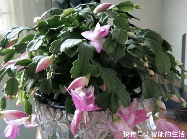 植株|天冷后养蟹爪兰，“2个雷区”别去碰，再冷也开花，花朵艳丽、美！