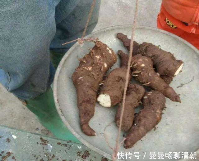 山中挖来一株七叶花,养出果后,有土豪出高价买,这是神仙盆栽