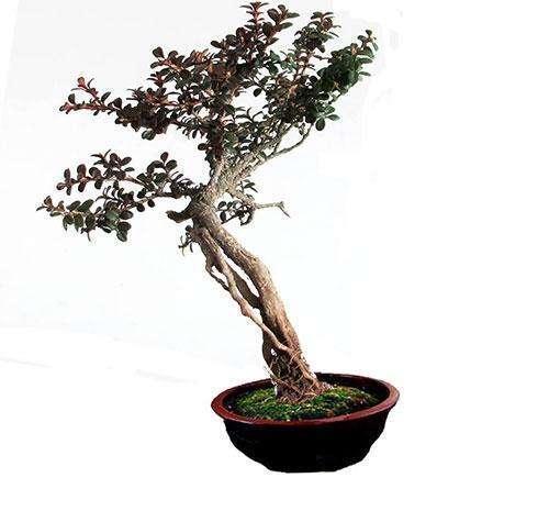 珍珠黄杨产在哪里？有何习性该怎么养护