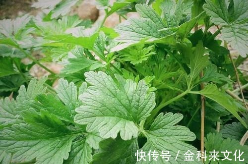 益母草|山里一种野草，长得十分普通，价值高作用多，对女性特别好