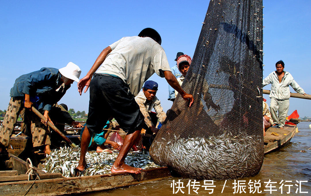 昂刺鱼王?湄公河“巨型昂刺鱼王”被钓起,大到让人不敢相信