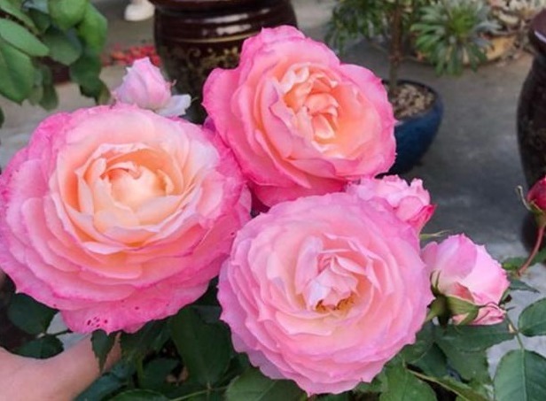 月季施肥有“讲究”,学会这“3要”,长势旺,花苞超多,花期长