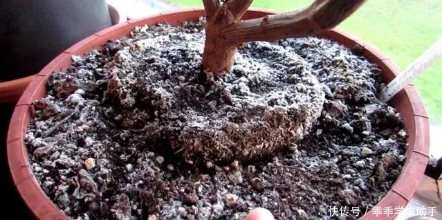 这些方法可以轻松去掉盆栽植物里的霉菌,避免病害加重!