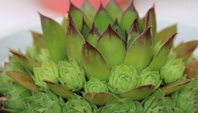 为何别人的肉肉轻松就爆盆,原来他们种了这种会生“宝宝”的多肉