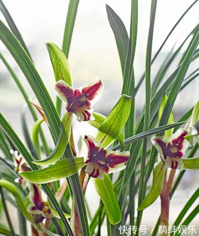 家中养护兰花，使用简单的“肥液”，新芽蓬发，轻松开花
