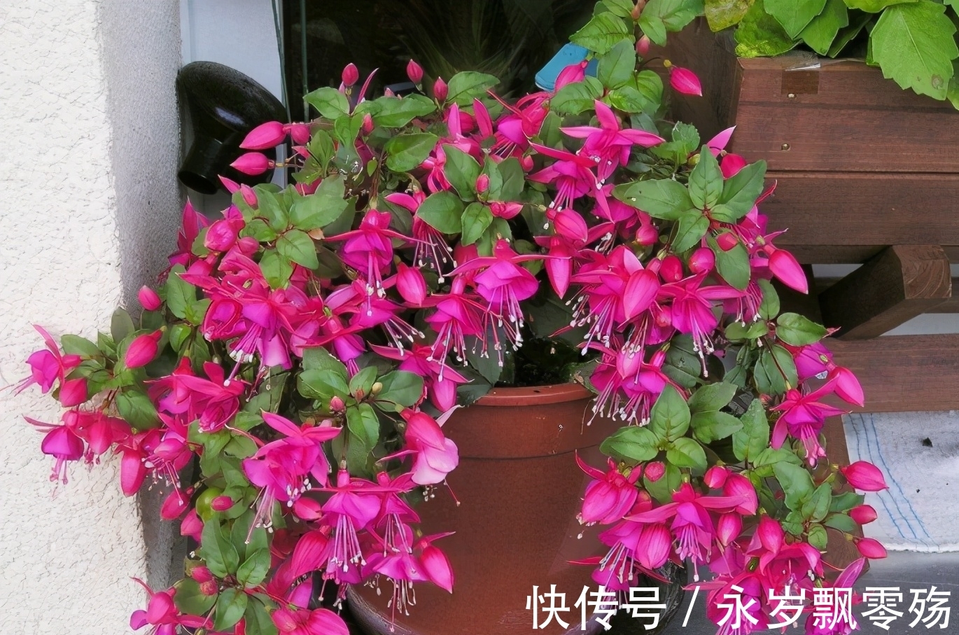 4种花像“小灯笼”,挂在枝头很喜庆,它们很好养!而且花期长