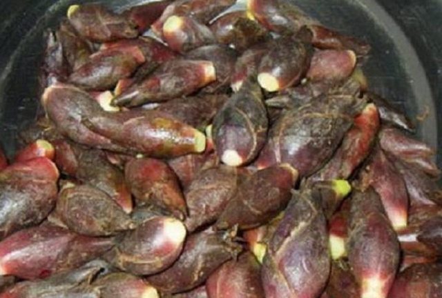 糖尿病|山里人常吃舍不得卖,是糖尿病患者的福音!吃过吗