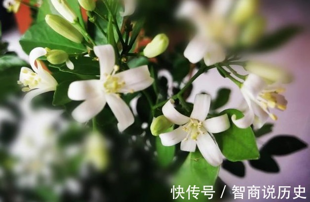 九里香|我国"最香"的花,花开116天,家里种3棵,堪比"空气净化器"!