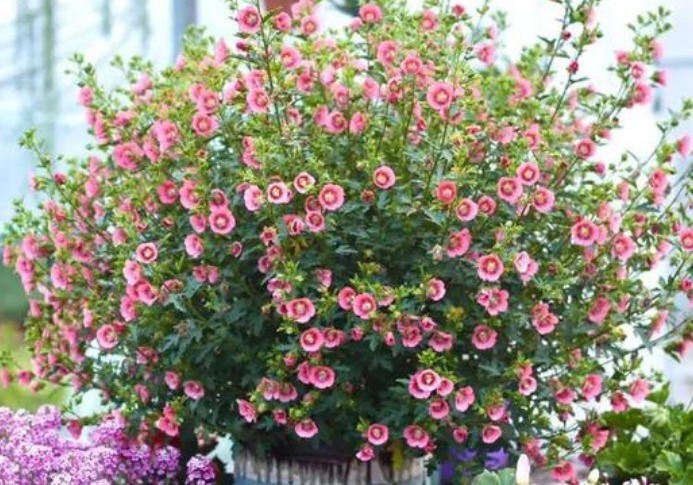 4种花是花中“大美女”，开花美长势旺，黄绿交辉，内敛美