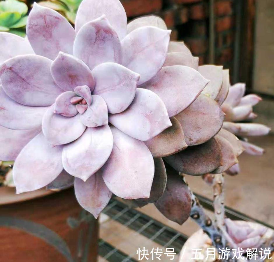淡雪|推荐新手养的8种多肉,随便一扔都能活,真是新手的福音
