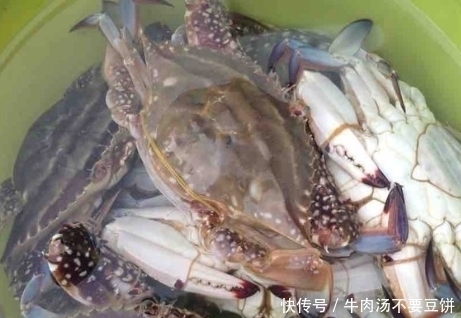 蒸螃蟹冷水下锅还是热水下锅牢记3点,螃蟹鲜嫩还不掉腿