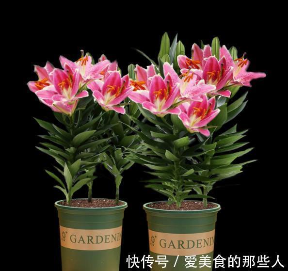 3种漂亮花,高雅大气毒性强,再喜欢也别养在室内,赶紧搬出去