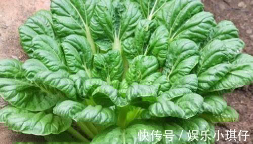 排毒养颜|立秋后养生,男女吃的食物,降压降脂,预防血管疾病,肌肤更好