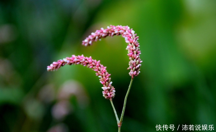 此花生长在人们不去地方,药用价值极高,代表着立志和思念