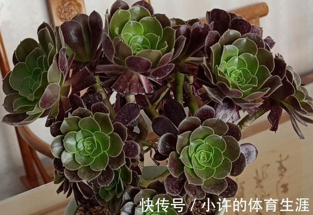 不受冬季低温干扰的多肉法师,盆栽该怎么打理?