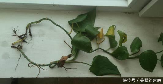 君子兰根|养花烂根了,全扔掉?别,一个小方法立马满血复活