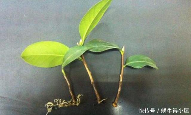 扦插的5个错误操作,不是难生根,是你做错了,扦插其实很简单