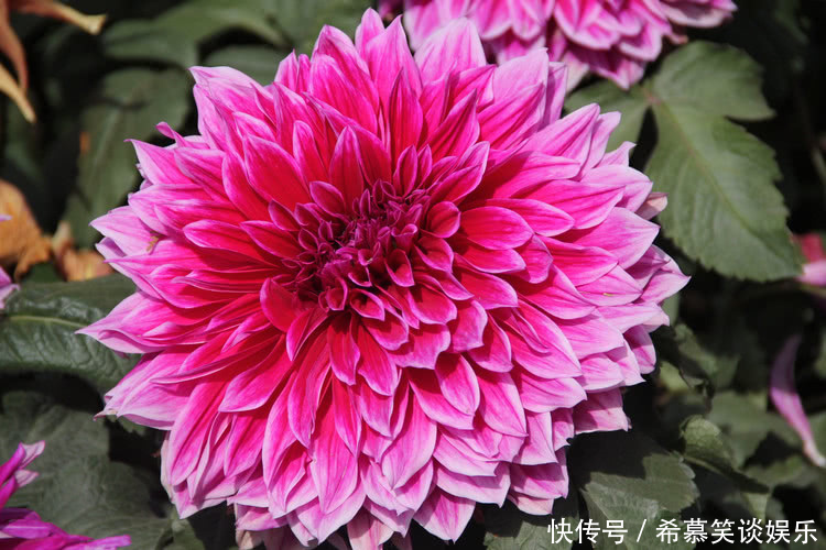 养护|大丽花一开,世间少有的美,这样来养护,年年开爆阳台