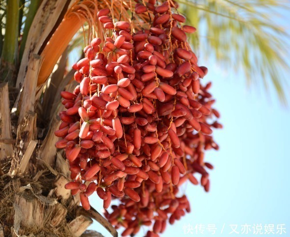 大肚子|立秋后，晚上当零食吃几颗，能补中益气，健脾胃，大肚子变平了