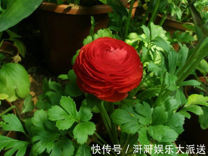 花苞|邻居种了1盆“芹菜”，却开出了“牡丹花”，花苞又大又鲜艳