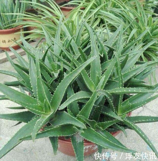 养芦荟，“脾气”爆，一言不合爆满小崽，砍掉小芽变“大树”