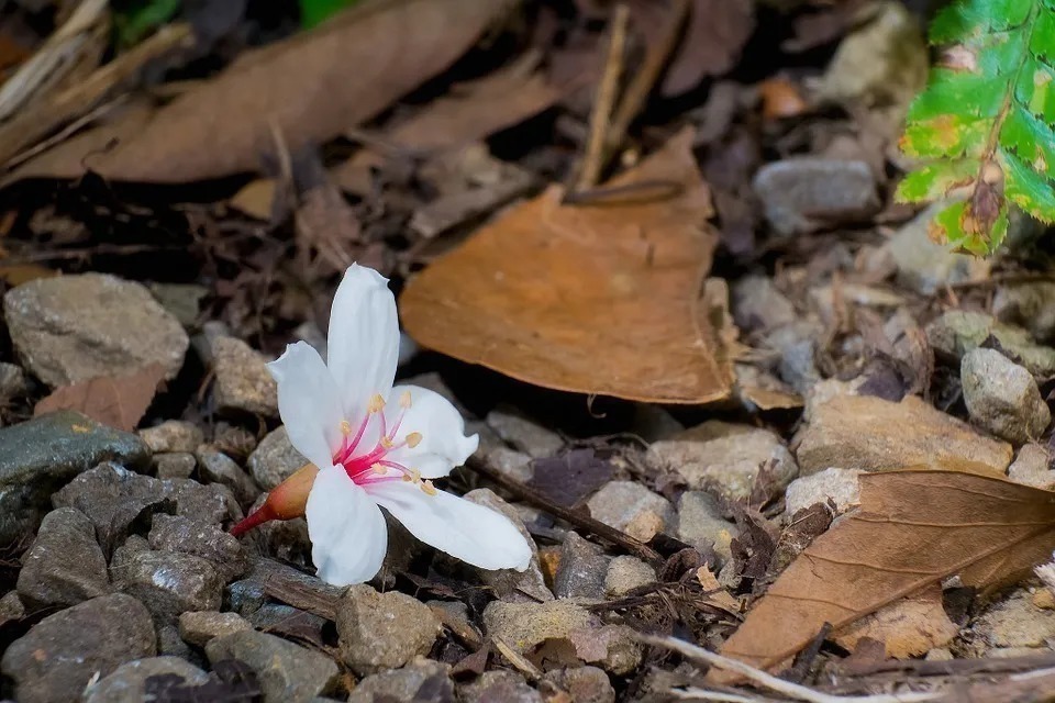 千古绝唱&全唐诗仅存他一首诗,被欧阳修、王安石等人拿来写成了千古绝唱!