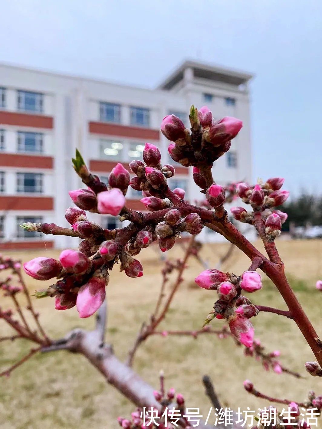 潍坊光正实验学校：校园里的那些花儿