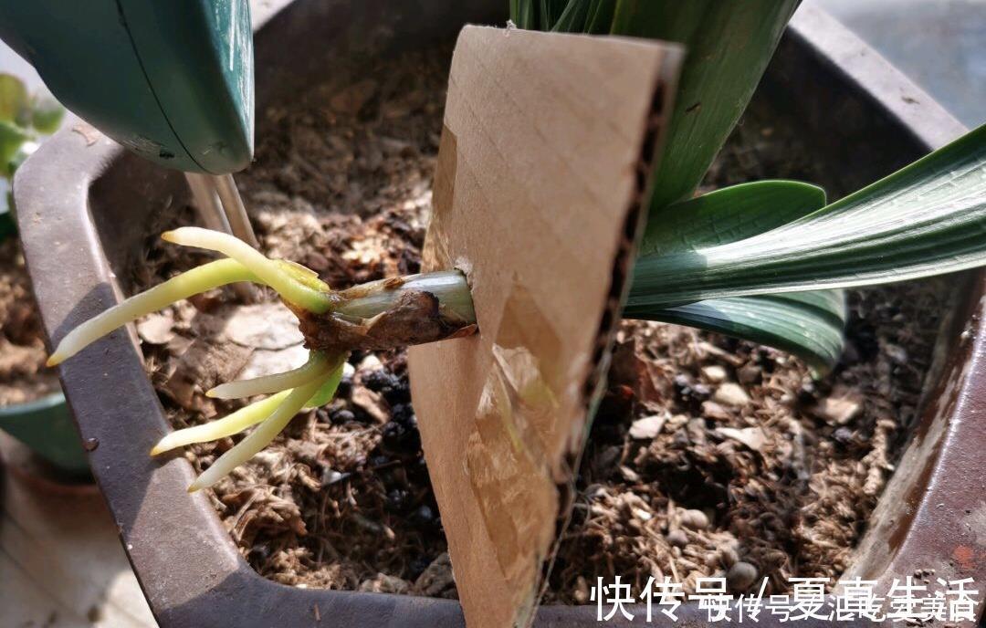 给裸根君子兰“催根”，教你3个方法，养40天冒出“大粗根”
