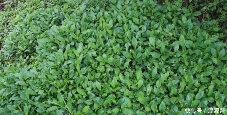 农村|农村的这种随处可见的野菜,以前只知道吃,没想到有这么多好处!