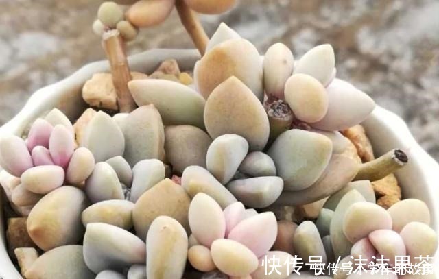 多肉植物|这4种情况要给多肉“砍头”，注意5点，1棵变2棵还带爆头效果！