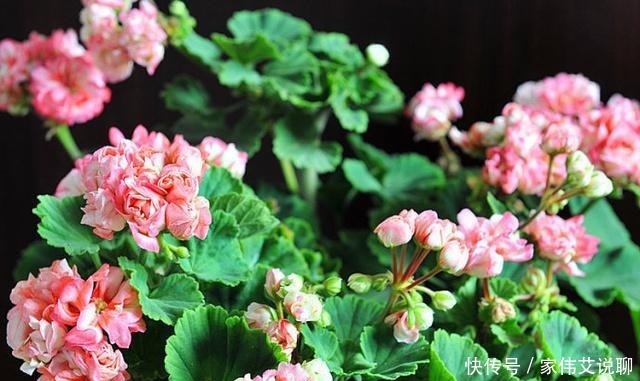 虎刺梅|看一眼就想买回家的花, 好看又好养, 看看它们都是谁!